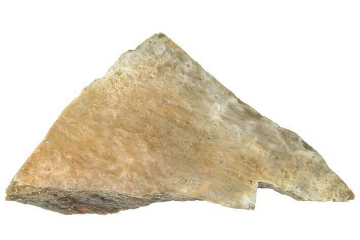 Fossil Tyrannosaur (T rex) Bone Section - Wyoming #313913